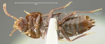 Media type: image;   Entomology 7340 Aspect: habitus ventral view